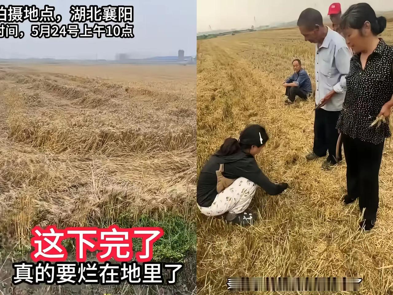 襄阳割麦遇“割四赔五”，农机手的遭遇真的太憋屈！老太从一开始就藏着坏心思，嘴上说