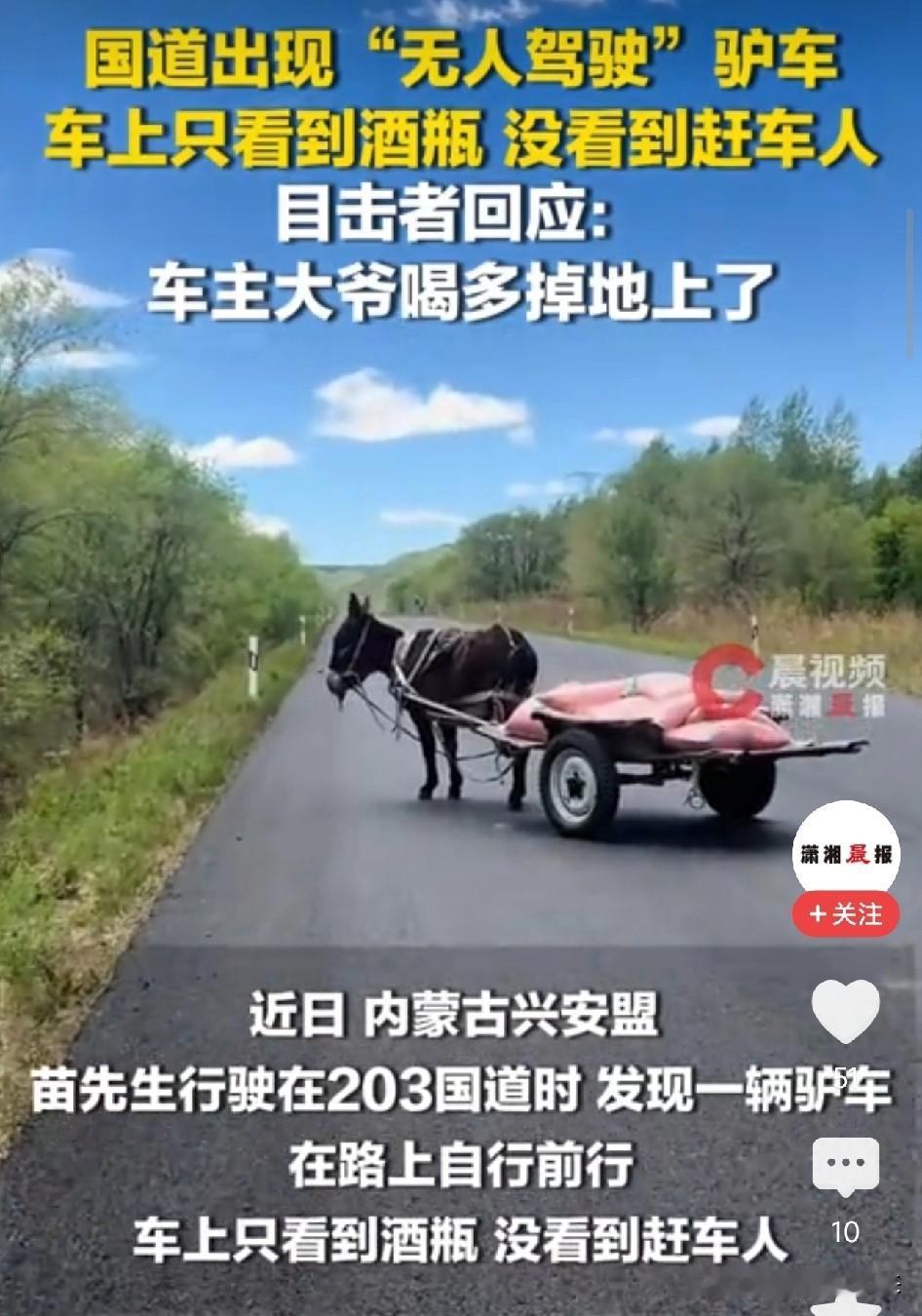 笑不活了！内蒙古，大爷赶驴车边喝边赶路，醉到断片摔下车躺沟里，毛驴在国道上自动驾