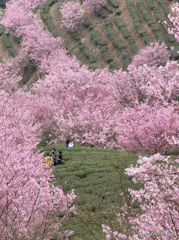 新年生活图鉴新春美丽的樱花大片开放，粉红的花海令人陶醉，游客络绎不绝留连忘返！