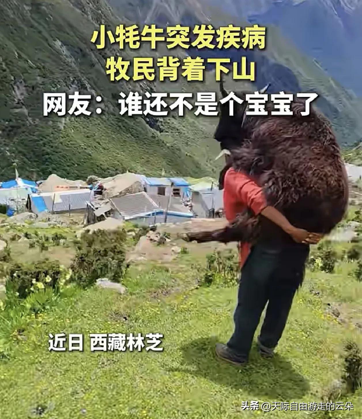谁说只有宠物狗被宠？西藏这头小牦牛生病了，主人直接背着下山，画面太有爱！

“谁
