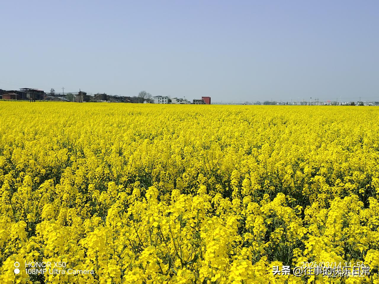 春日生活打卡季3月14日江州赏油菜花