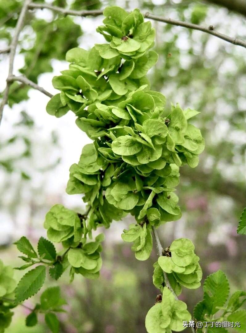 作为一个南方人，我就从来没有见过它，更没有吃过它。

但我这次在成都新津看梨花的