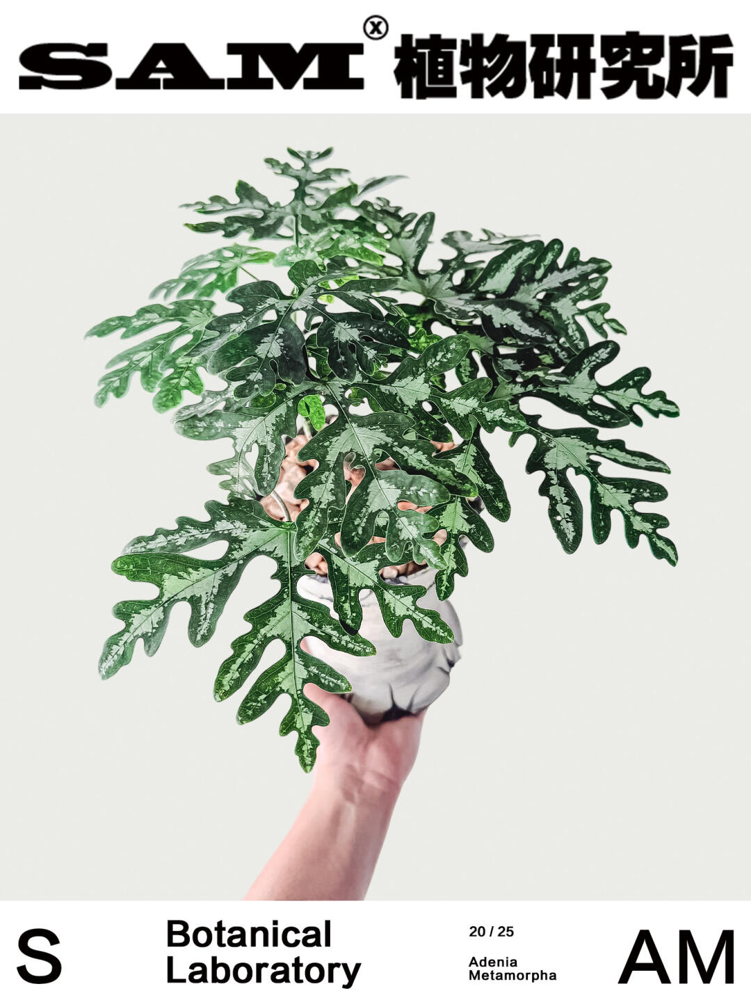 魔妃西番莲｜Adenia Metamorpha