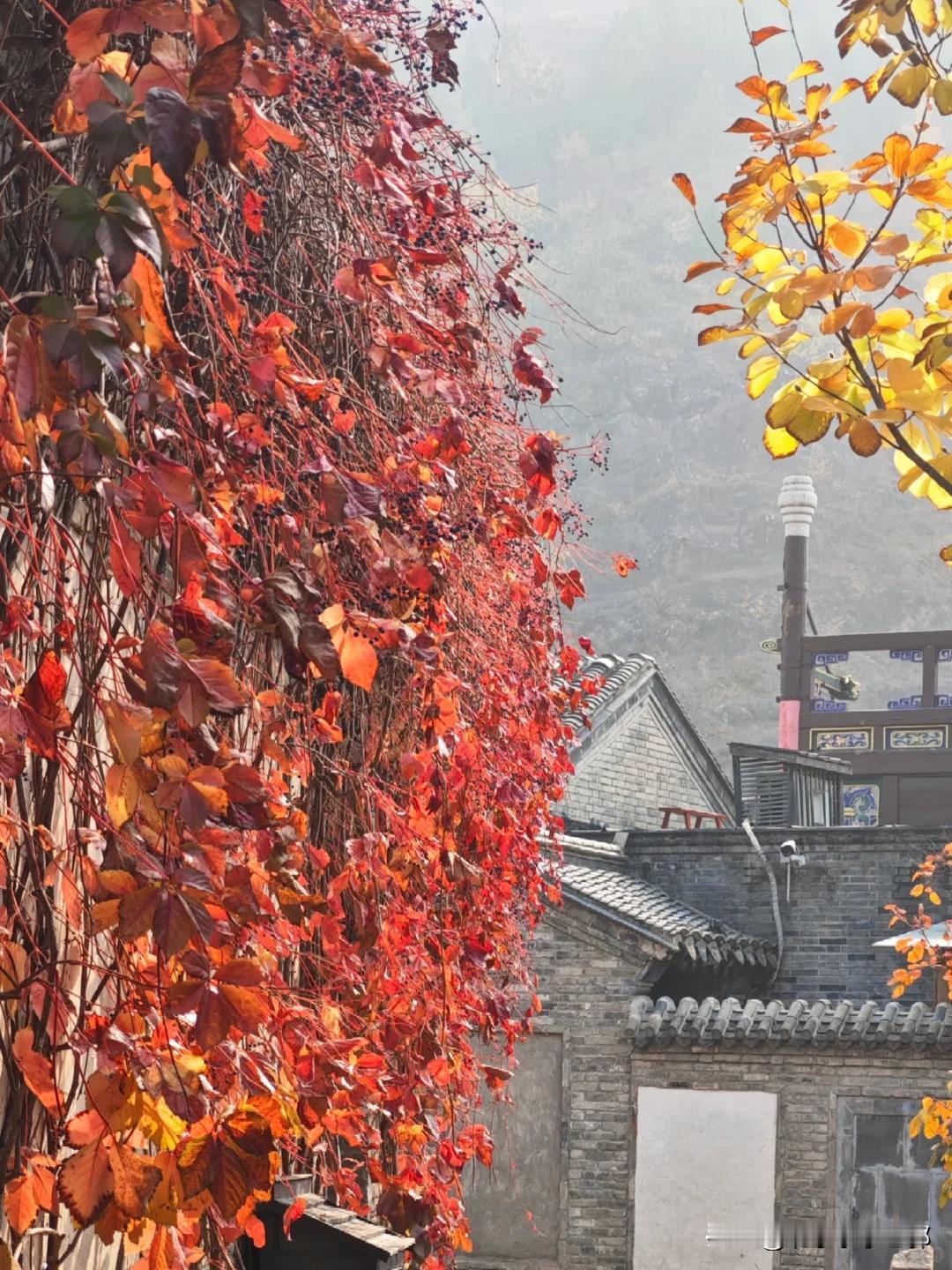 #秋日生活记录#
10月下旬，古北水镇迎来最佳赏秋期。山顶教堂观景台为避人佳点，