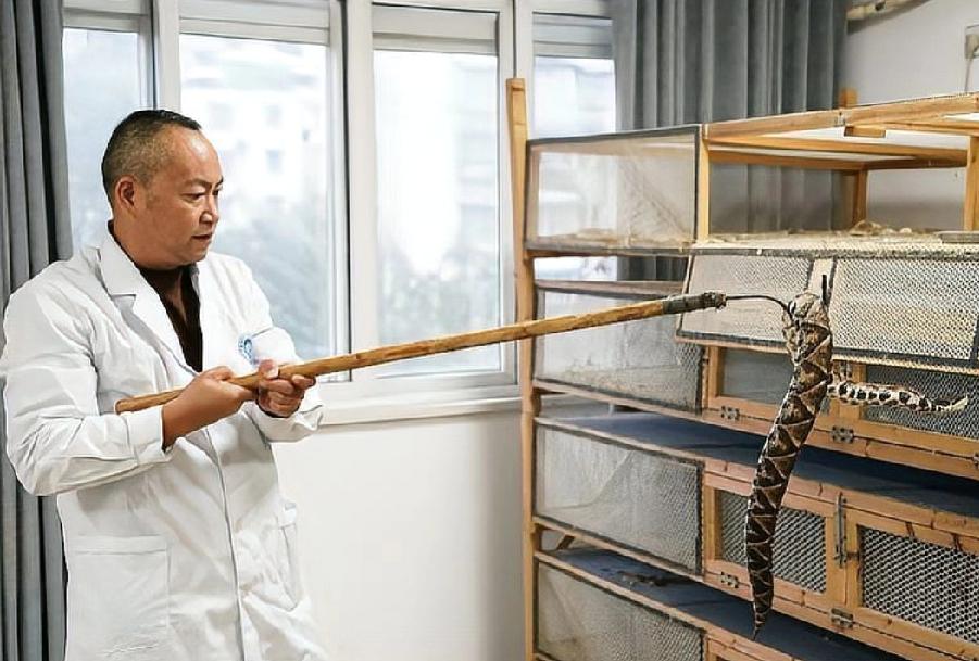 湖南一“直播抓蛇”网红被银环蛇咬伤后，因嫌血清昂贵而自行离开，至今仍未找到，引发