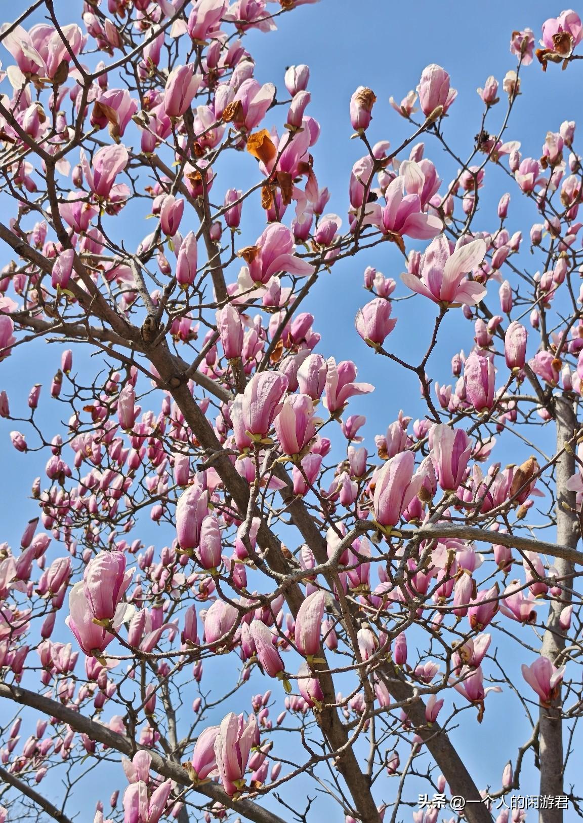 若无烦事挂心头，便是人间好时节！
