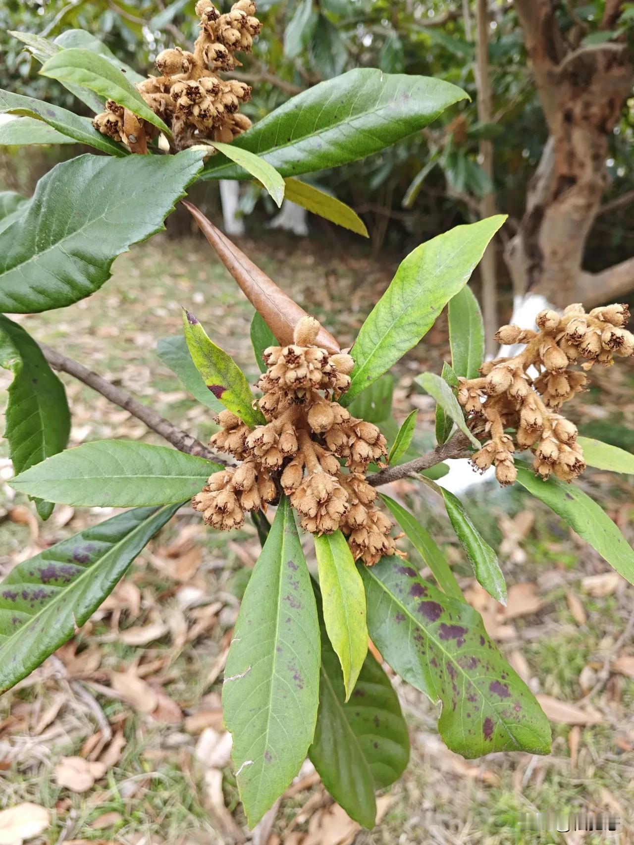 随手拍，记录美好瞬间枇杷