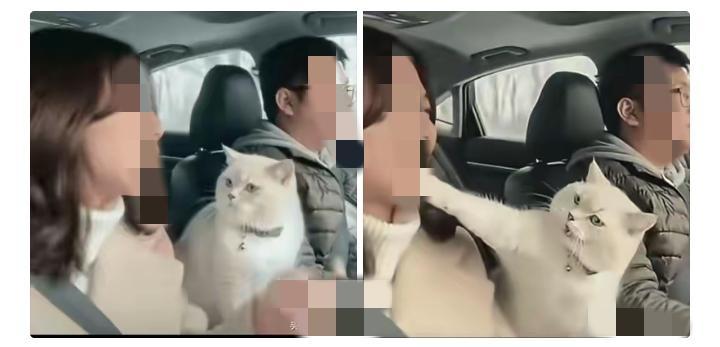 小夫妻回乡遇错路，妻子副驾狂开“碎碎念”机关枪。

终结这场内耗的，竟是旁边一只