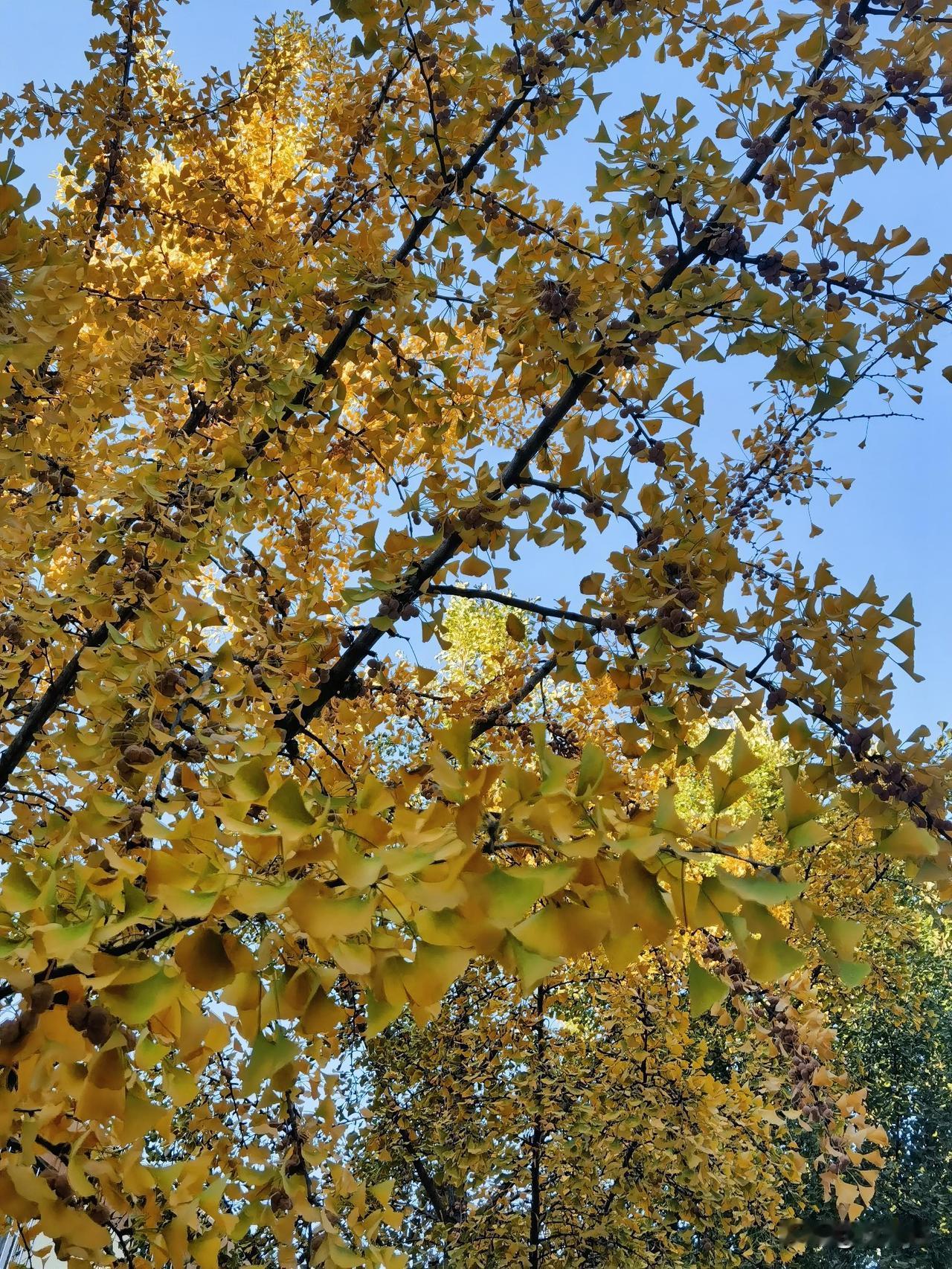 都说北京没有秋天
几乎一秒入冬
但可爱的植物们还是要过秋天的
满树的银杏叶撑开在