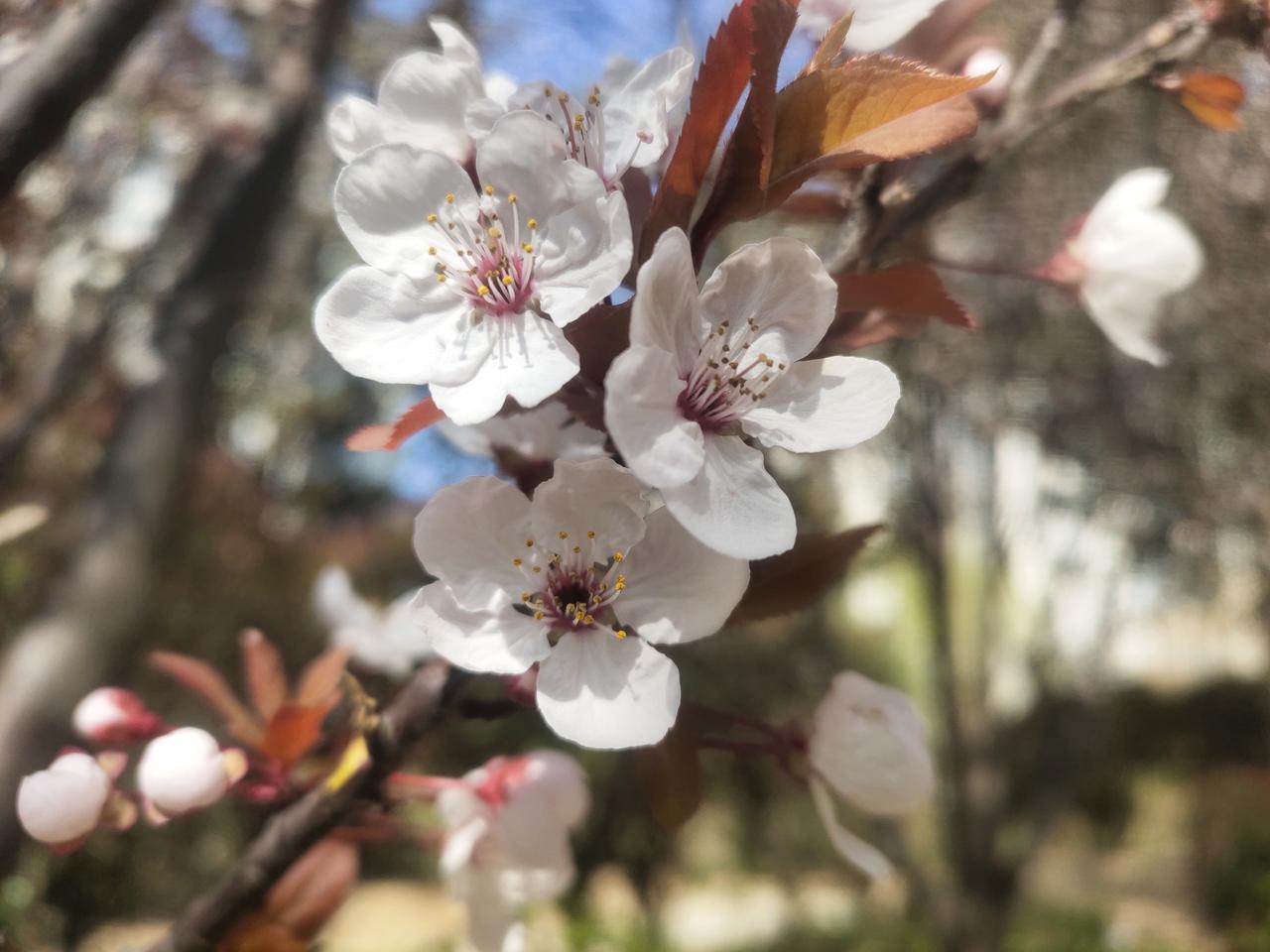 阳春三月，万物复苏，春风轻拂，繁花满枝，映入眼帘的是一片五彩斑斓的花海，美不胜收