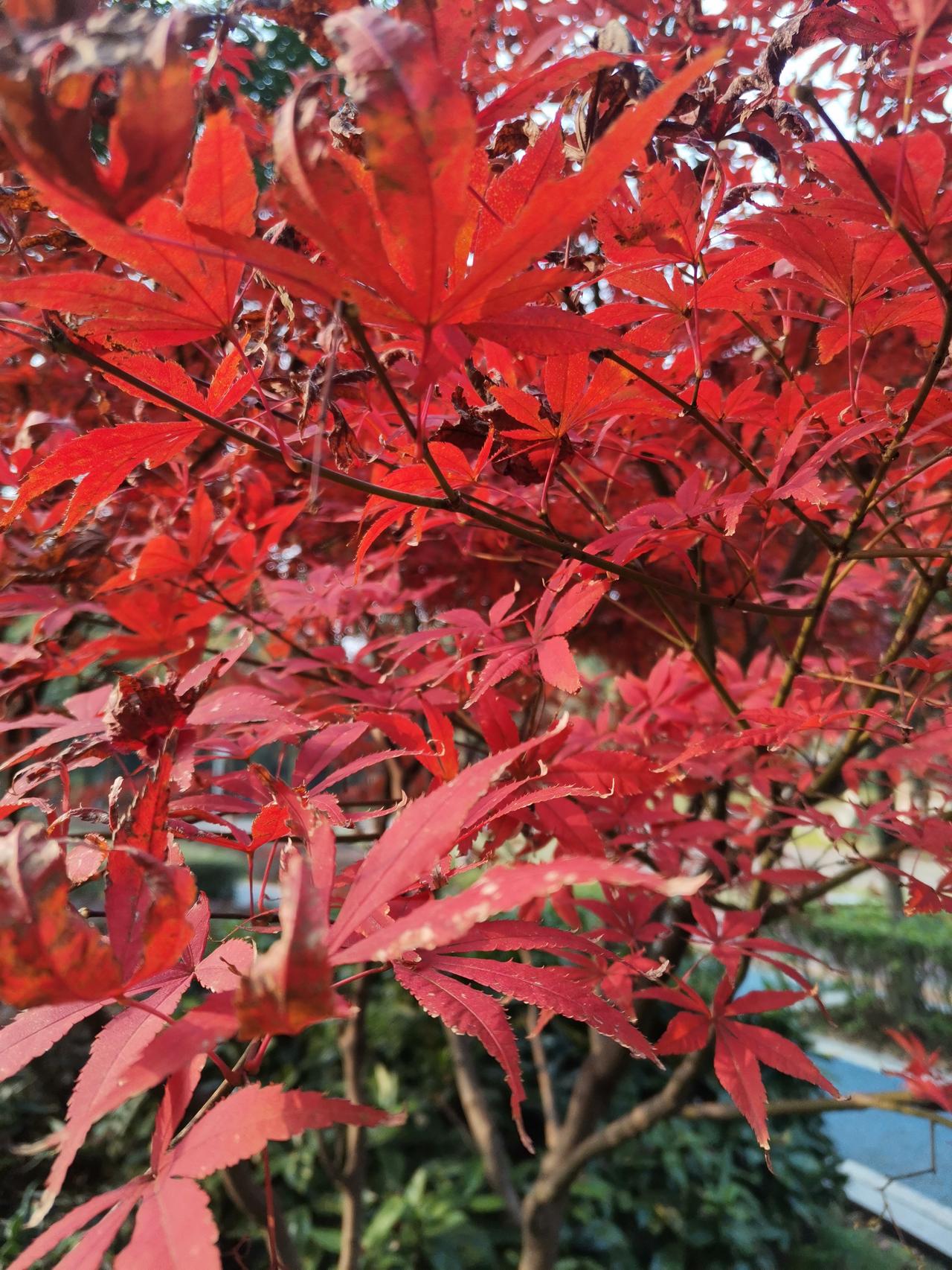 一：愿自己和家人和亲朋好友还有头条上的朋友们：身体健康，心想事成！
二：愿所有辛