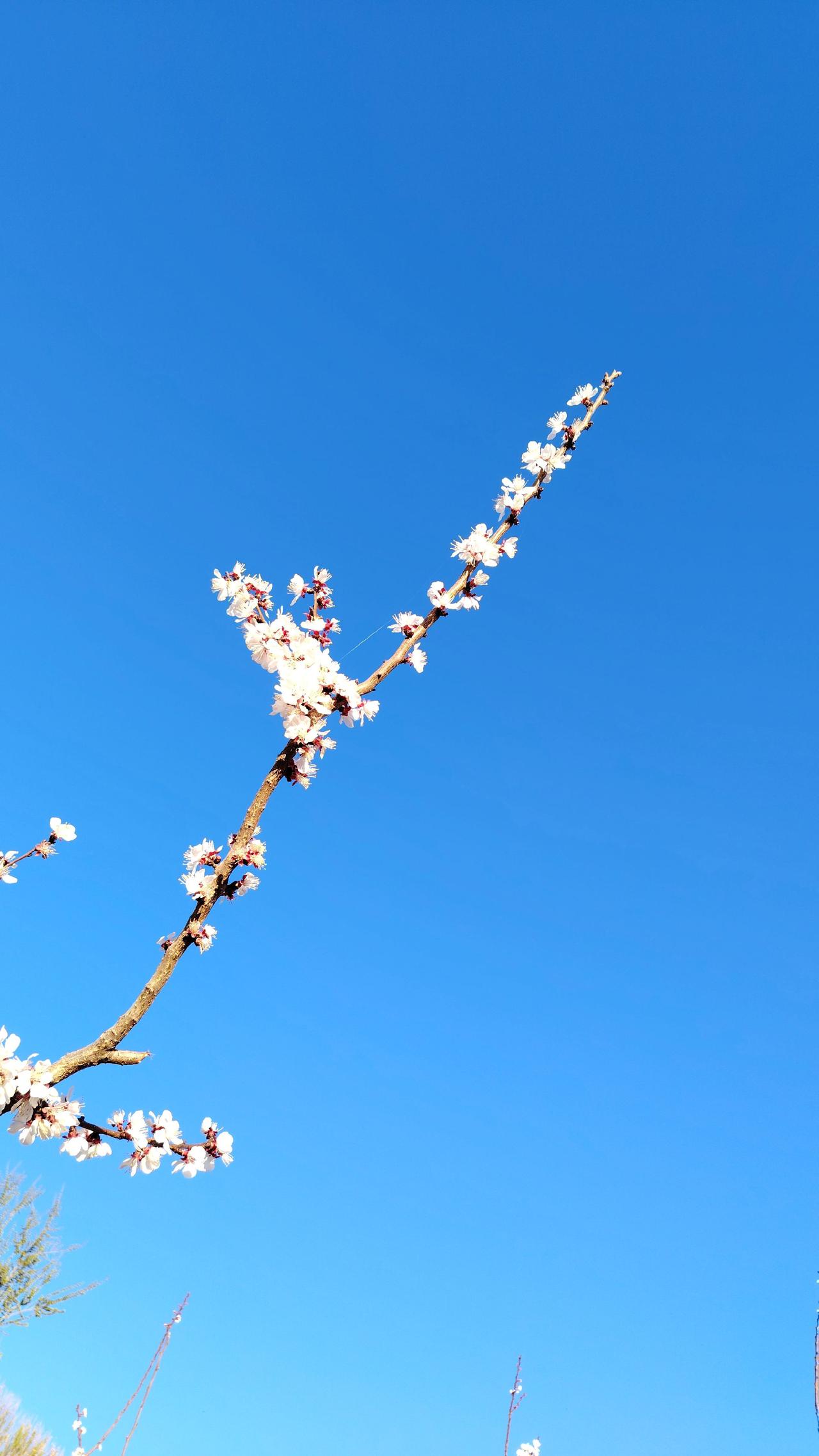 杏花之树 蓝天下的花枝 杏花盛开的季节 蓝天与花枝 粉花树和蓝天