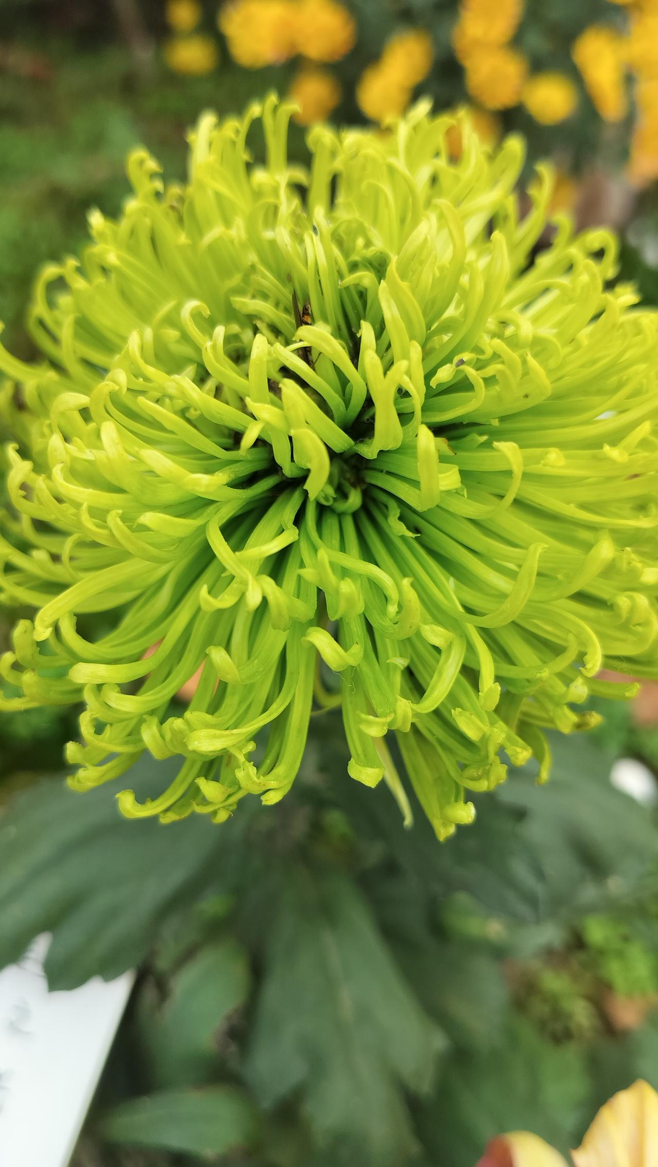 晒一晒你手机里的花卉照片