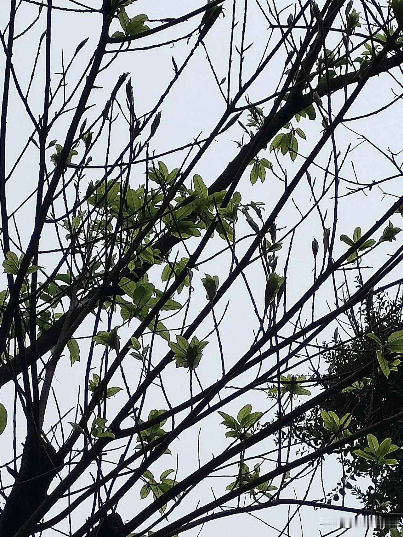 这几天下大雨，今日下午突然发现小区的枯枝都出新芽了，春天真的来了[笑哭]