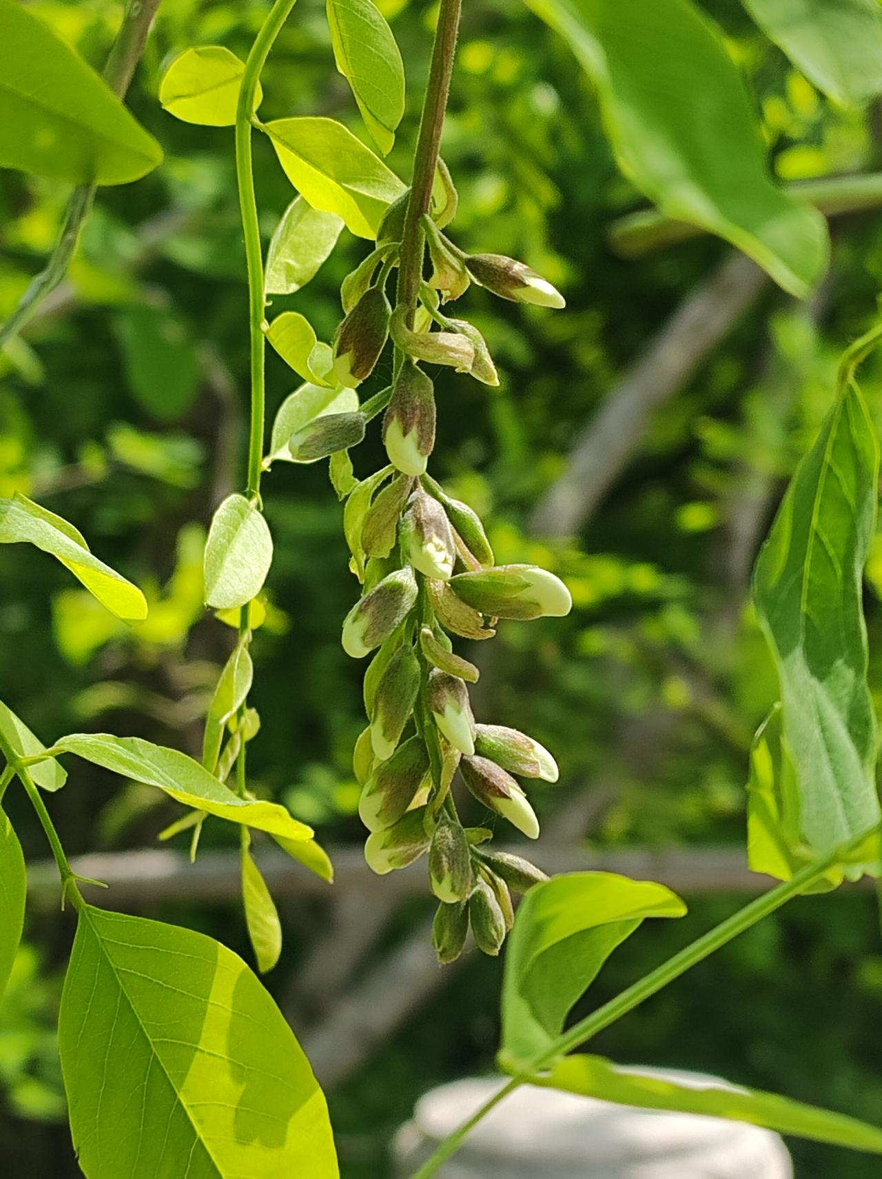 寻找洋槐花

又到了槐花飘香的季节。槐花和香椿的嫩芽，是大自然回馈给人类的最佳美