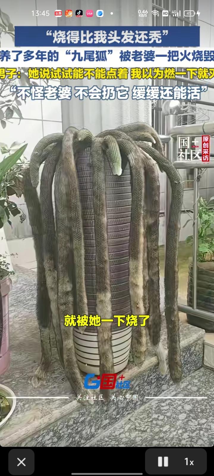 7月15日，云南昆明。网友发视频称，养了多年的“九尾狐”被媳妇一把烧毁，只因想试