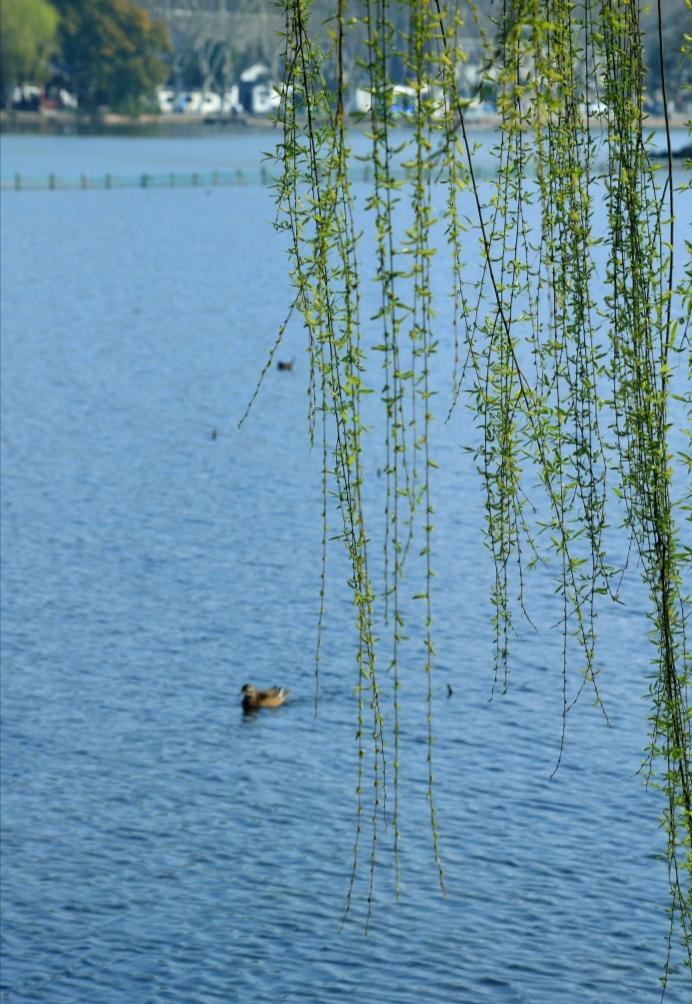 随手拍张照摄影图片：绿柳直荀