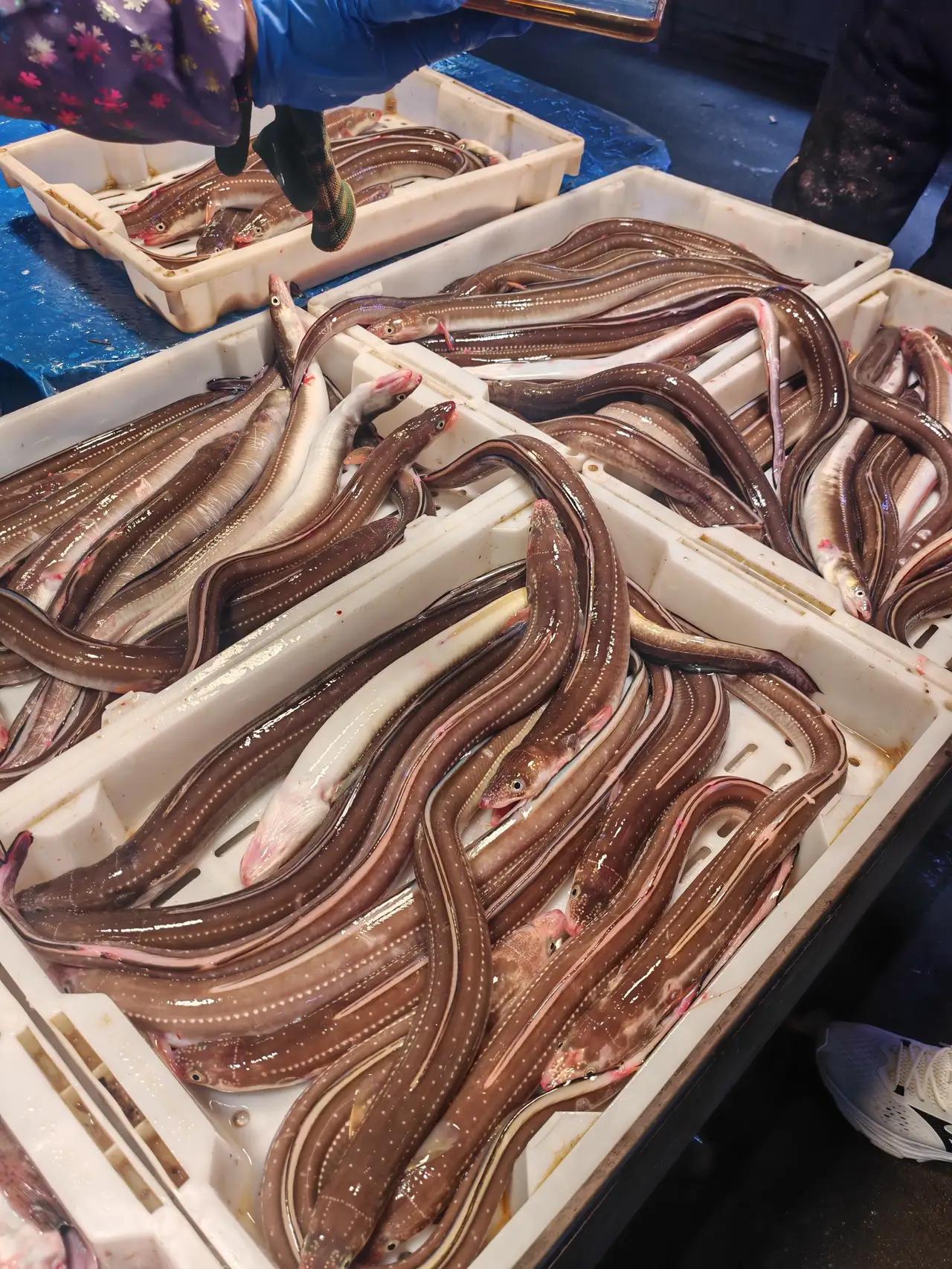 青岛海鲜市场实拍：凌晨三点码头抢不到的活鳗鳞，这里35元一斤！沙丁鱼25元两斤，