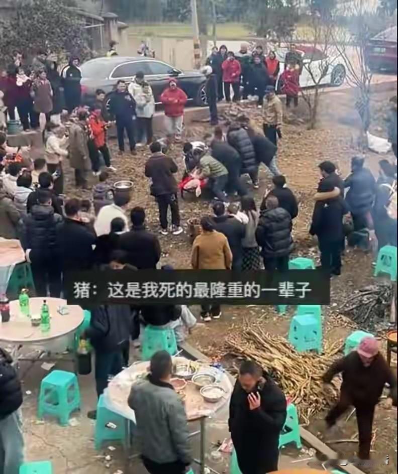 网红呆呆杀年猪，火了自己，也火了重庆的合川。只是这种自宰自食不定点屠宰的方式也引