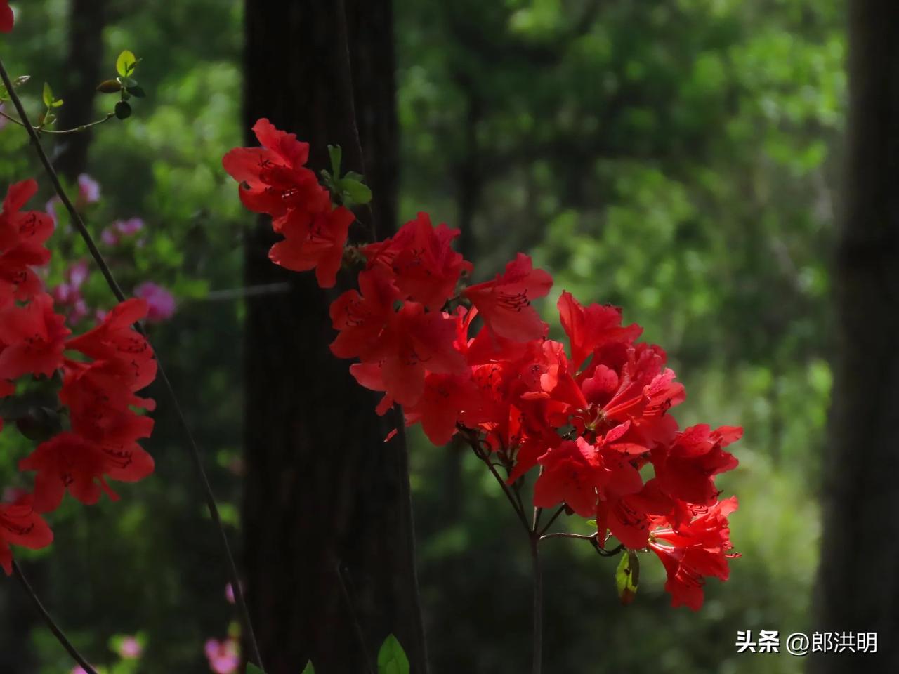 杜鹃红，北仑大榭山岗