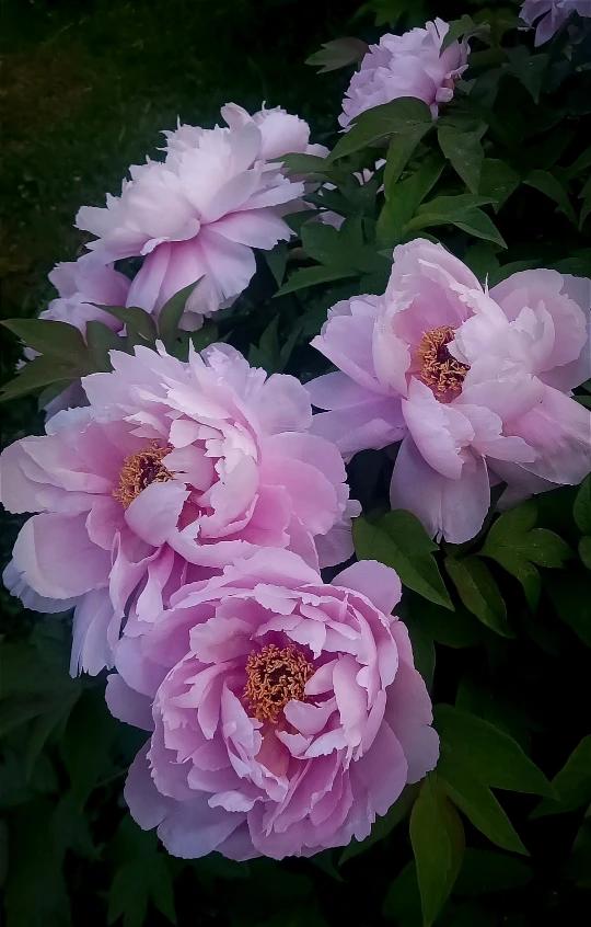 非常诚挚的感谢！
海南文昌，月亮湾玉福宫的发言人：没有笼统的使用《东北人》这个词