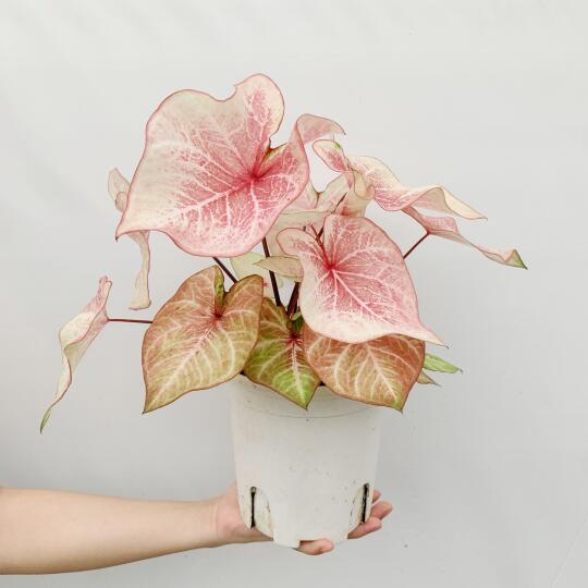 天啦噜！最近的水蜜桃也太仙啦！