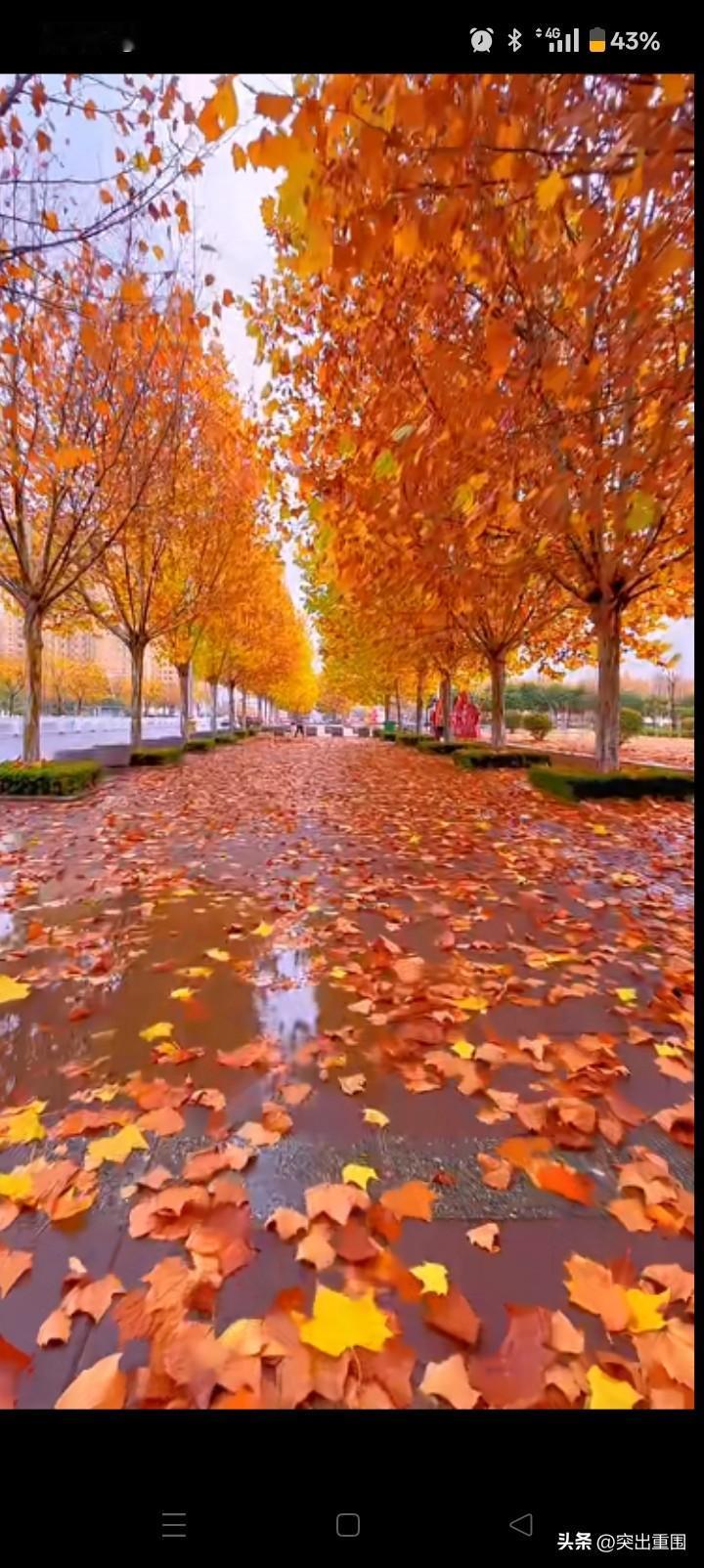 说真的秋天真的很美，虽然秋天是收获的季节，是结果，是结束。就连结束都那么美，那么