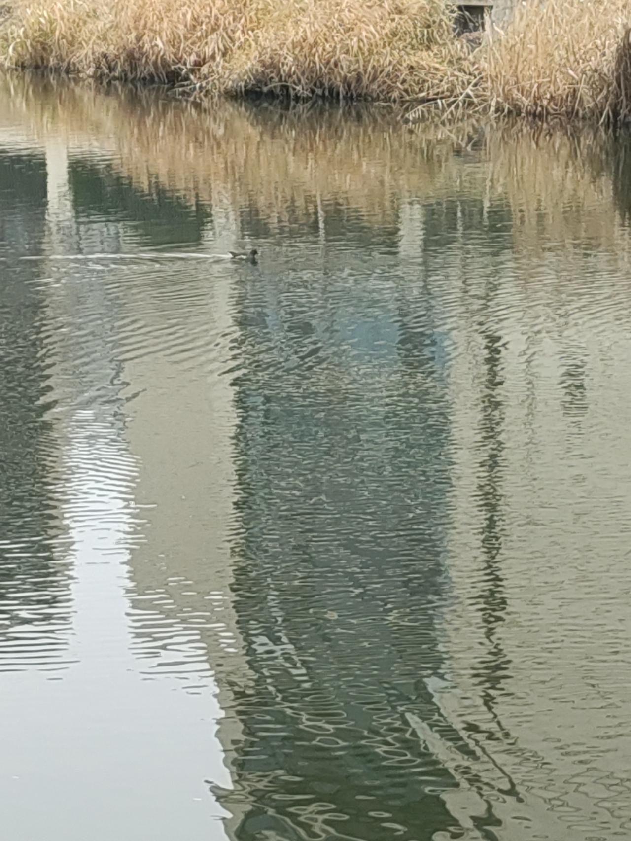 绝句/小寒寒鸭

小寒入寒水生寒，
野鸭寒芦觅温暖。
天地万物应节气，
风过犹感