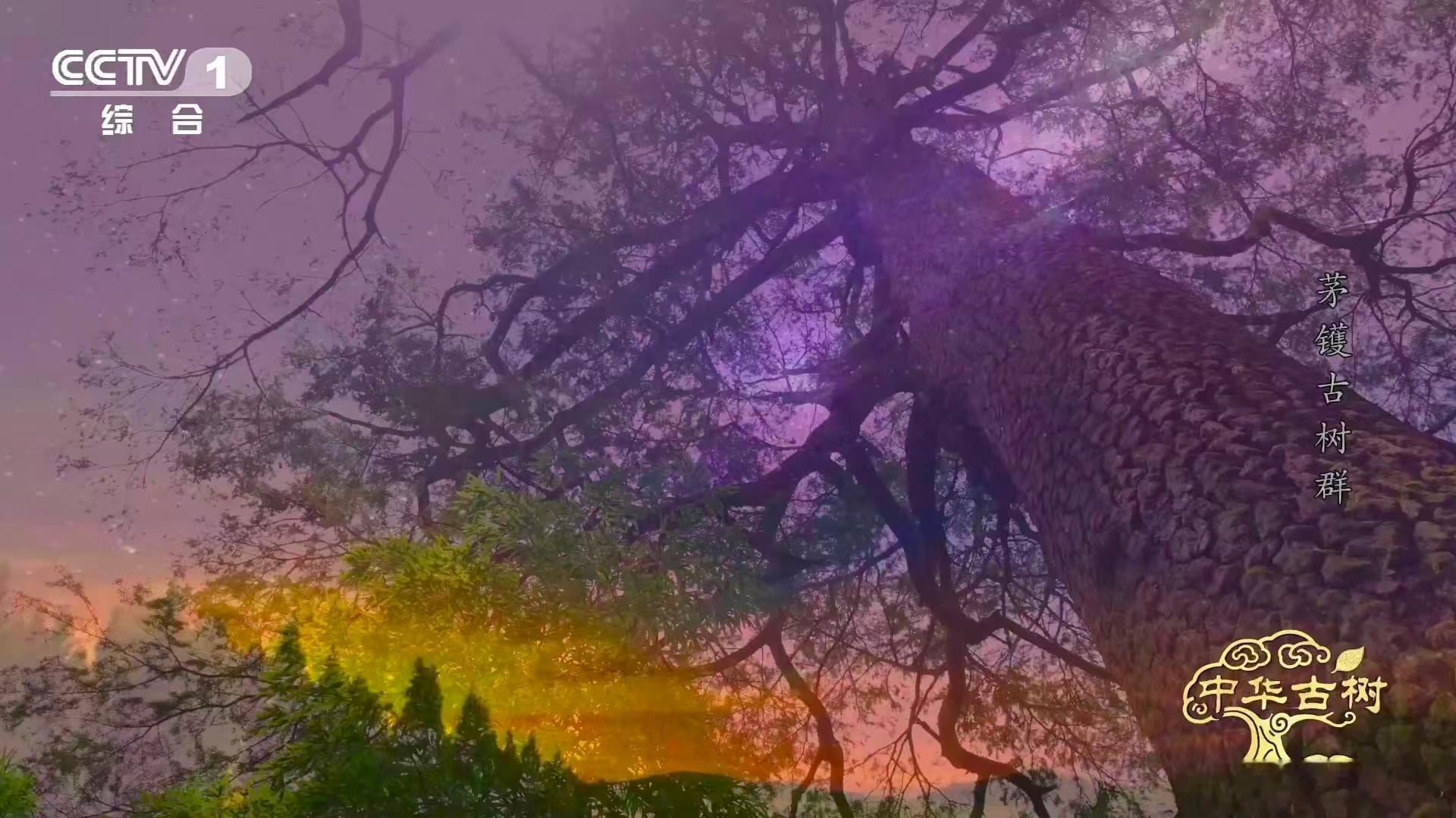 这棵浙江宁波茅镬村的千年金钱松，不愧是中华古树的瑰宝！秋天来临，针叶变黄成串挂在