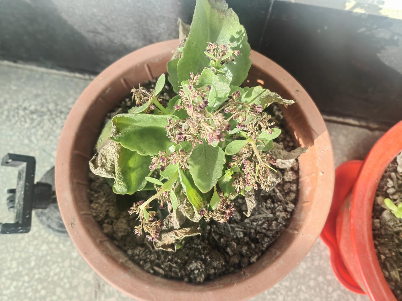 一个多月前，我刷到一个卖花的直播间，各种各样的花都有，有几块钱的有十多块钱的，价