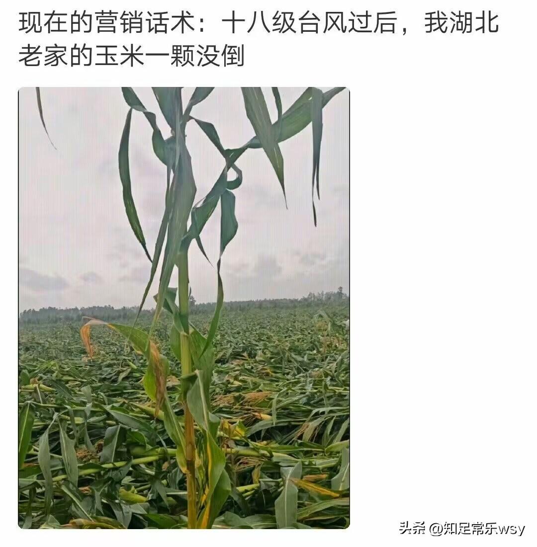 真的很好奇为什么这一棵玉米没有倒下，其余的全都倒下了！你知道为什么吗？
恰似有人