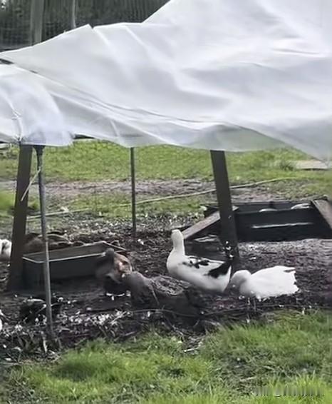 【英国动物园[捂脸]】
看到“动物园”三个字，你脑海中浮现的是什么？
是不是大熊