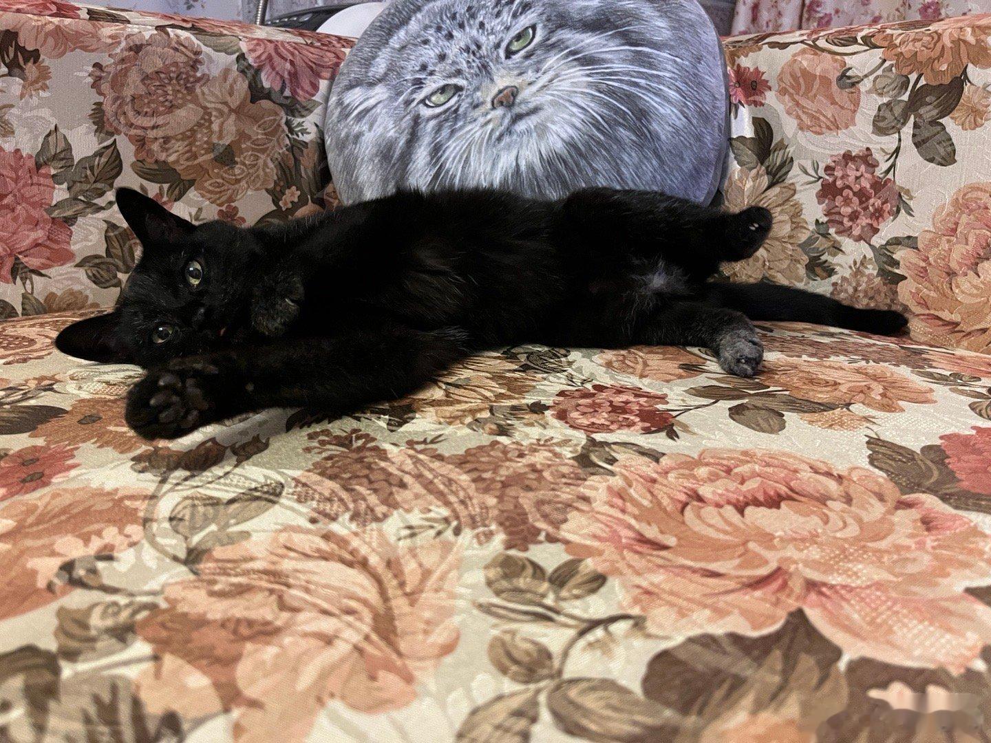 哎哟喂小奶猫 ​​​