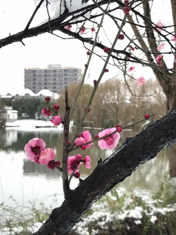 上联：春雨桃花秋风柳，敬请对下联冬雪梅枝夏雾荷。