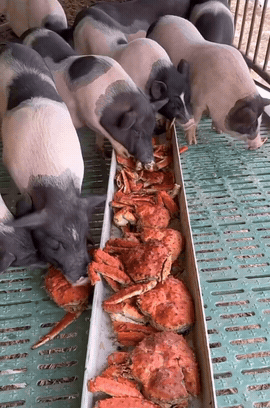 别人养猪喂粗粮，他家养猪喂帝王蟹，这猪出栏身价直接翻倍！