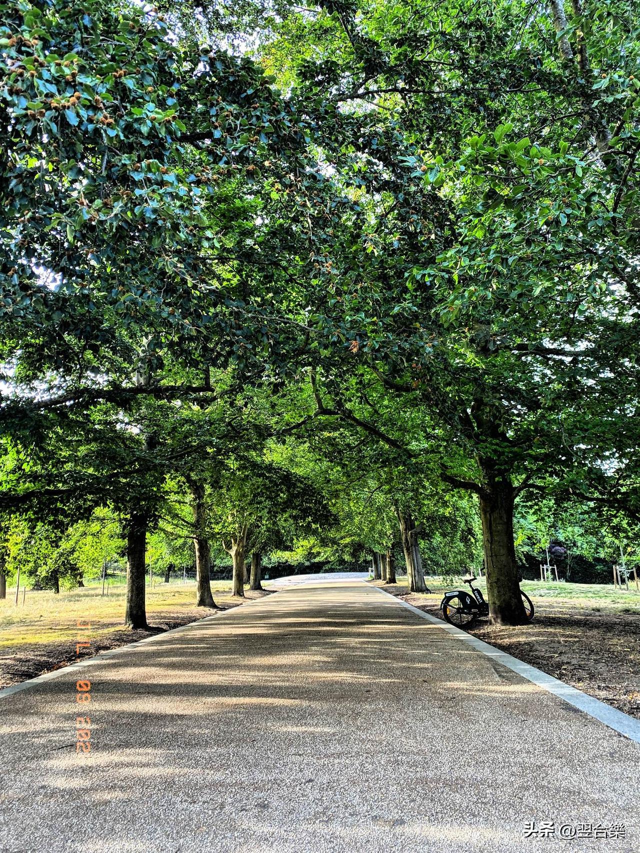 《夏，奔跑在遮天蔽日大树下》
炎炎夏日里，大树遮荫好跑步，林荫道间微风轻拂脚步。