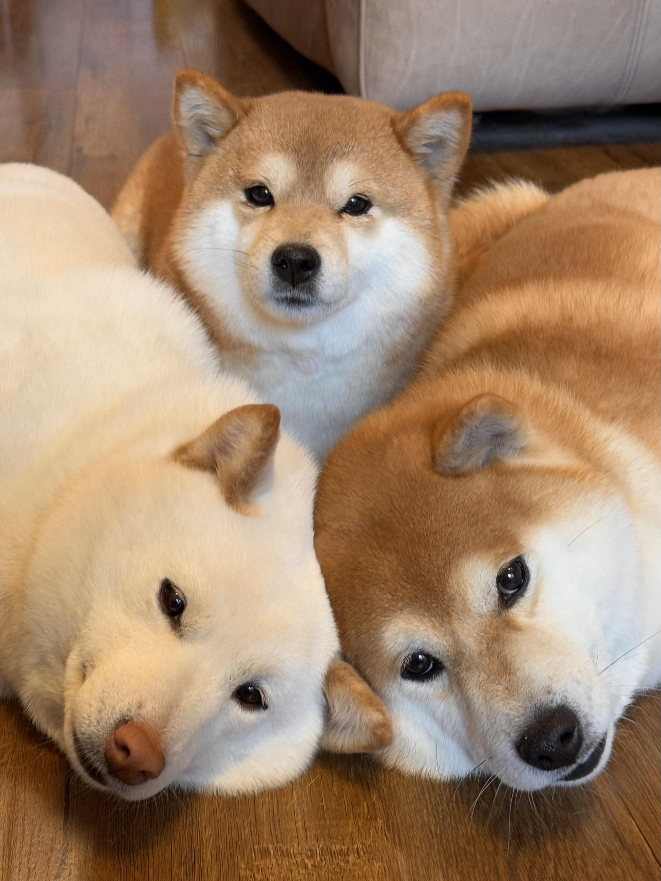 泥嚎，人 有小狗在，就会感到幸福哦！