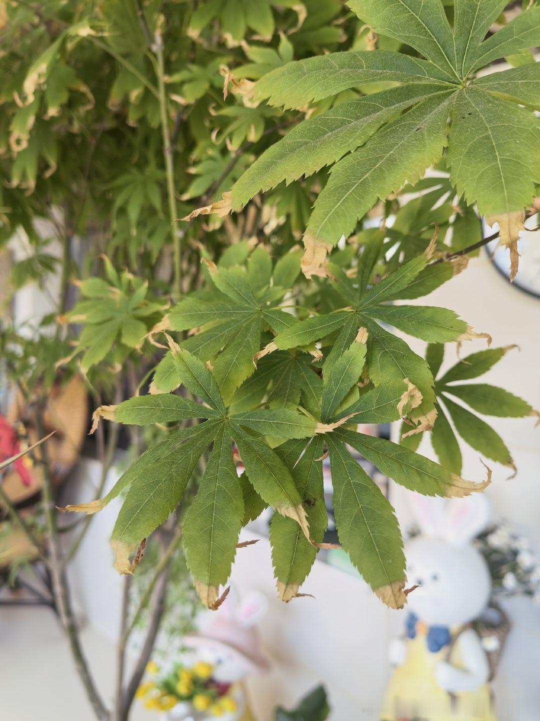 露台这棵枫树，能活，长得不太好！这个位置终年无阳光直射，可能是水浇少了，还焦边了