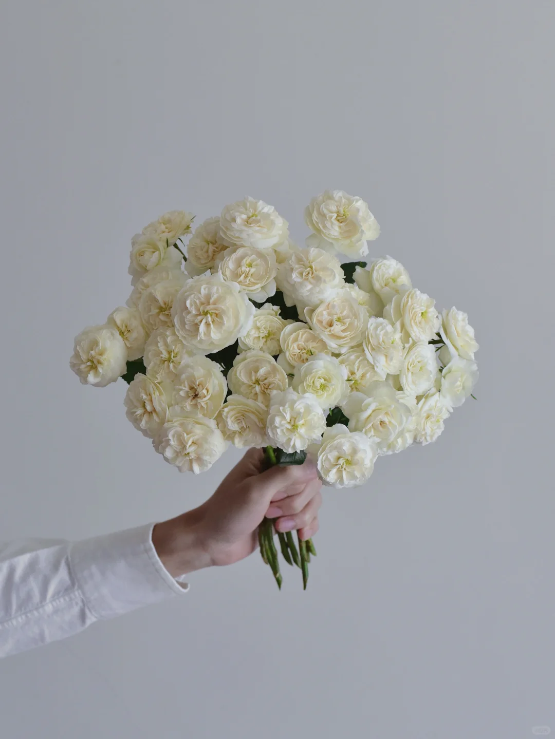 三木谷玫瑰园·麦克米兰护士