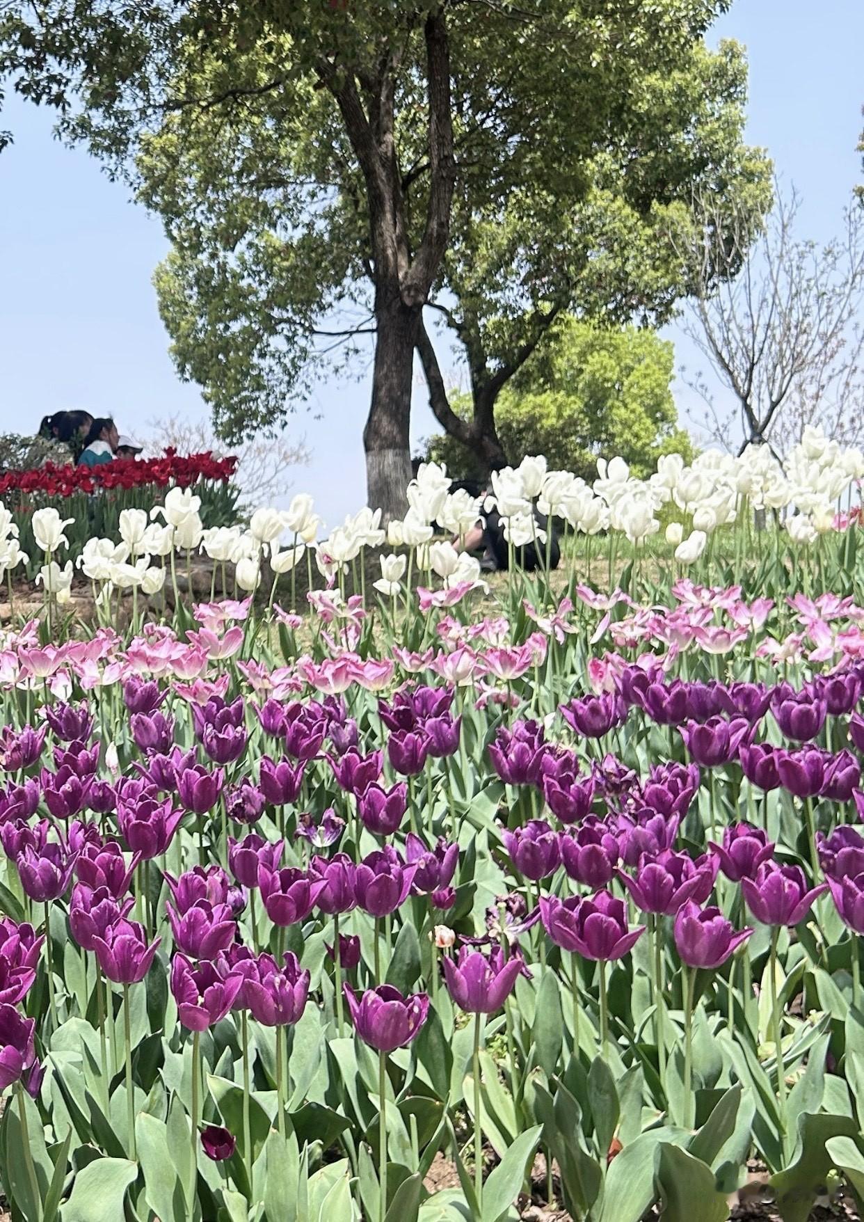 苏超揭幕战大胜，花谷奇缘直接免门票！赶紧冲，看花、拍照、遛娃都合适，这波羊毛必须