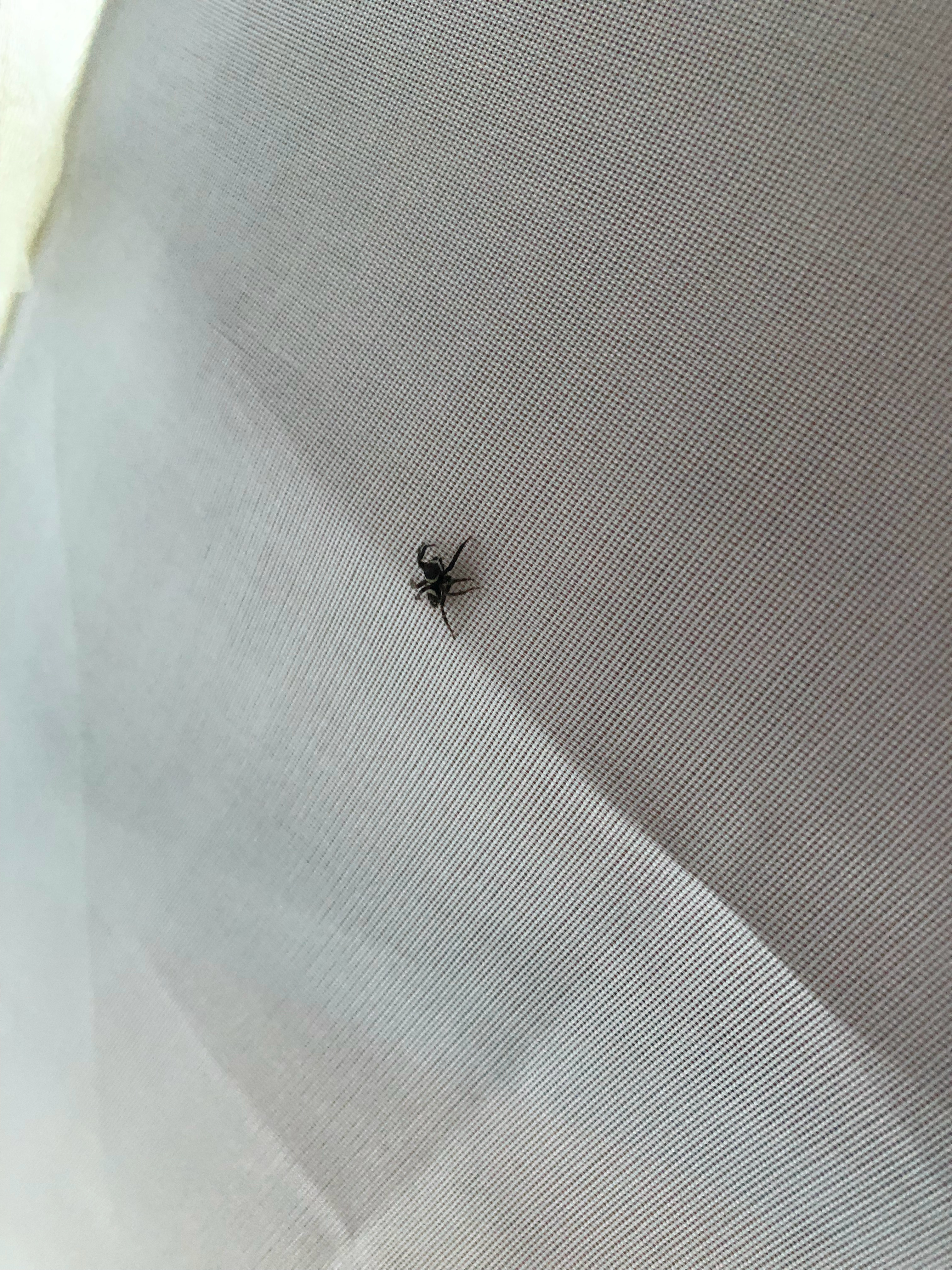 不是，我中午休息发现我的蚊帐里面的顶上有一个蜘蛛🕷️！吓得我赶紧捏死，然后，这