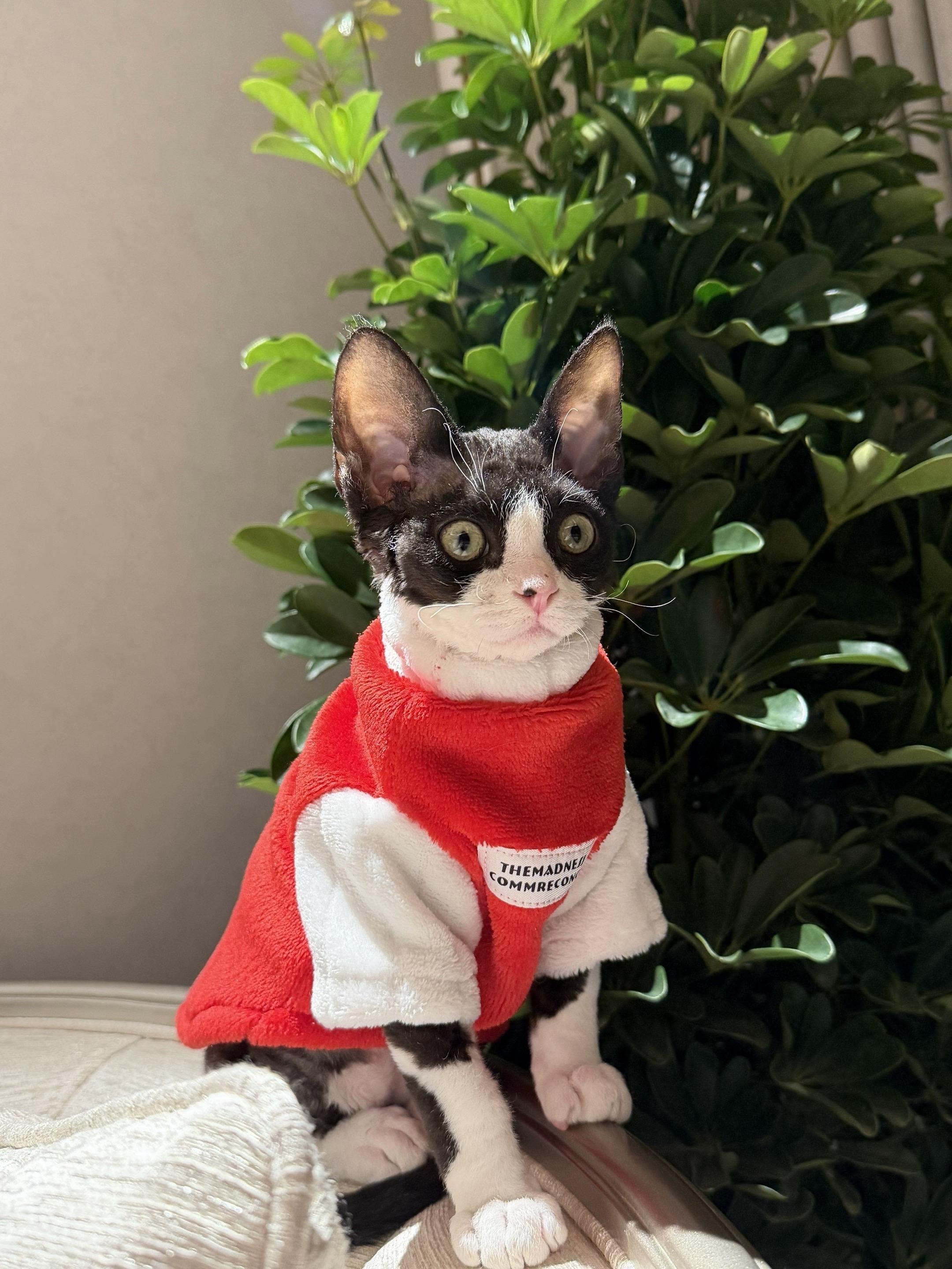 想看看你们的哈基米