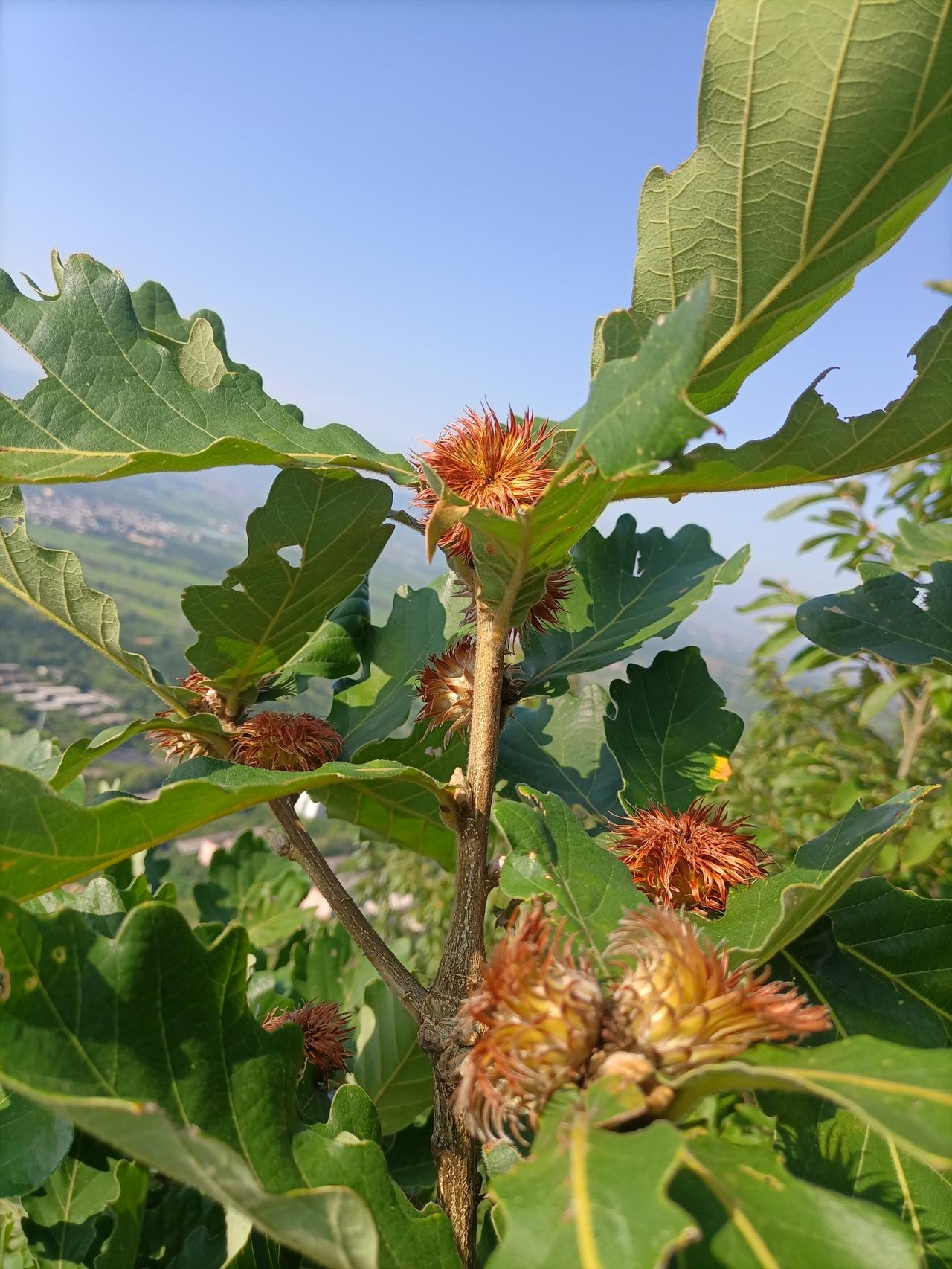 【夏之韵·时间不语，岁月无声】夏日生活打卡季
时间不语，却回答了所有问题；岁月无