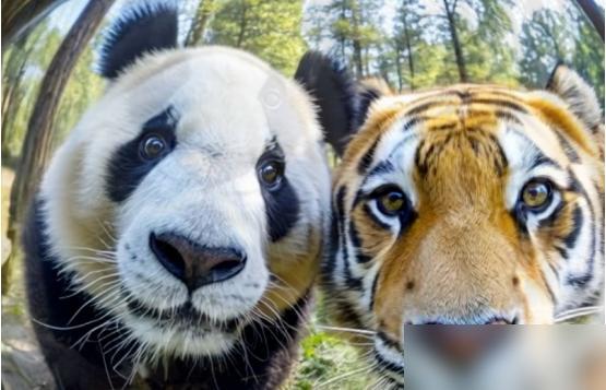 四川曾有老虎，为什么没吃大熊猫？一位65岁的护林员摇摇头说：“80%的人不知道，