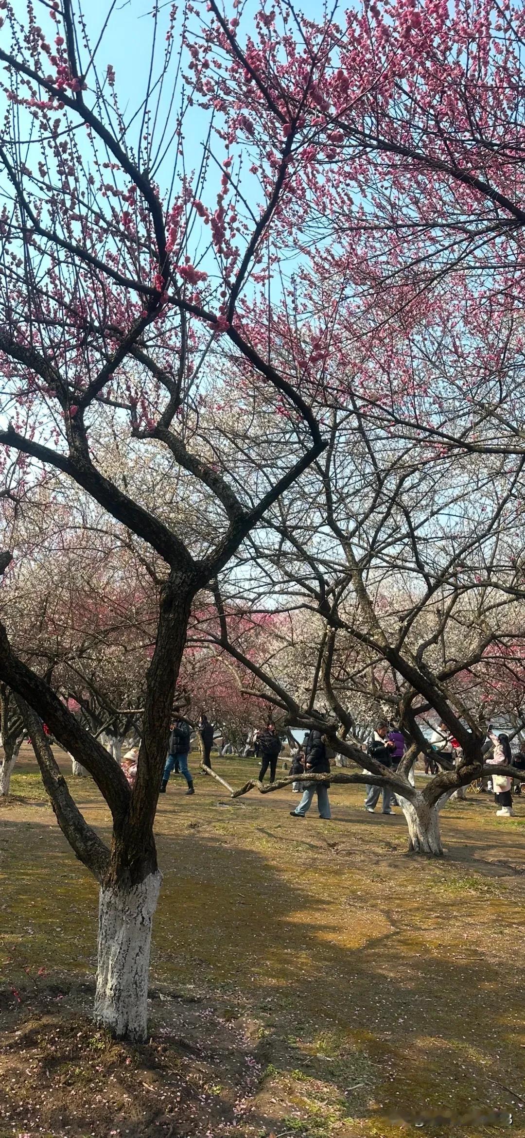 踏入越风楼梅林
仿佛跌进一片绯色的云霞
虬劲的枝干
托起层层叠叠的花瓣
白梅如云