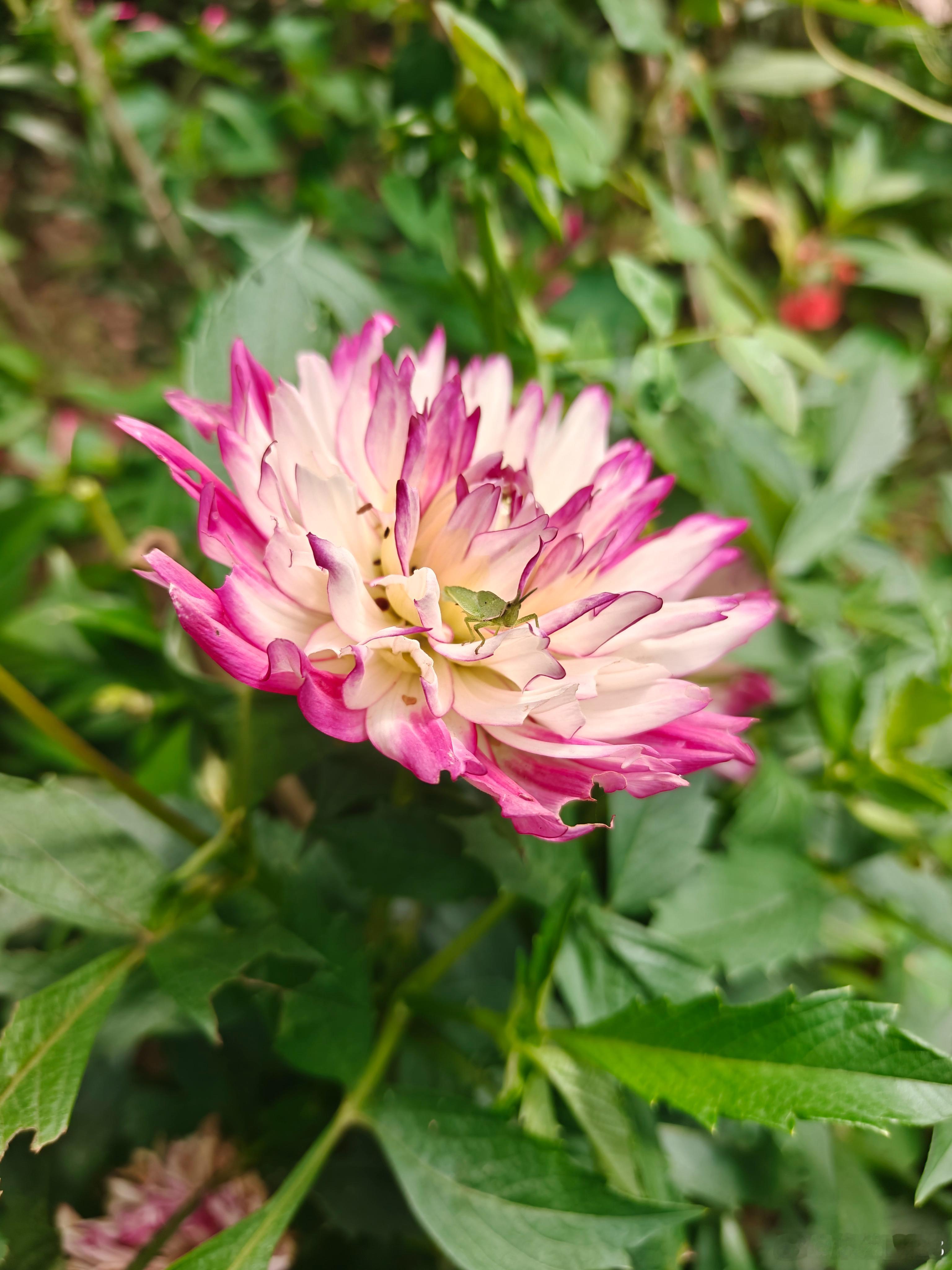 仔细看…花中有个“扁担钩”治愈系独角兽随拍