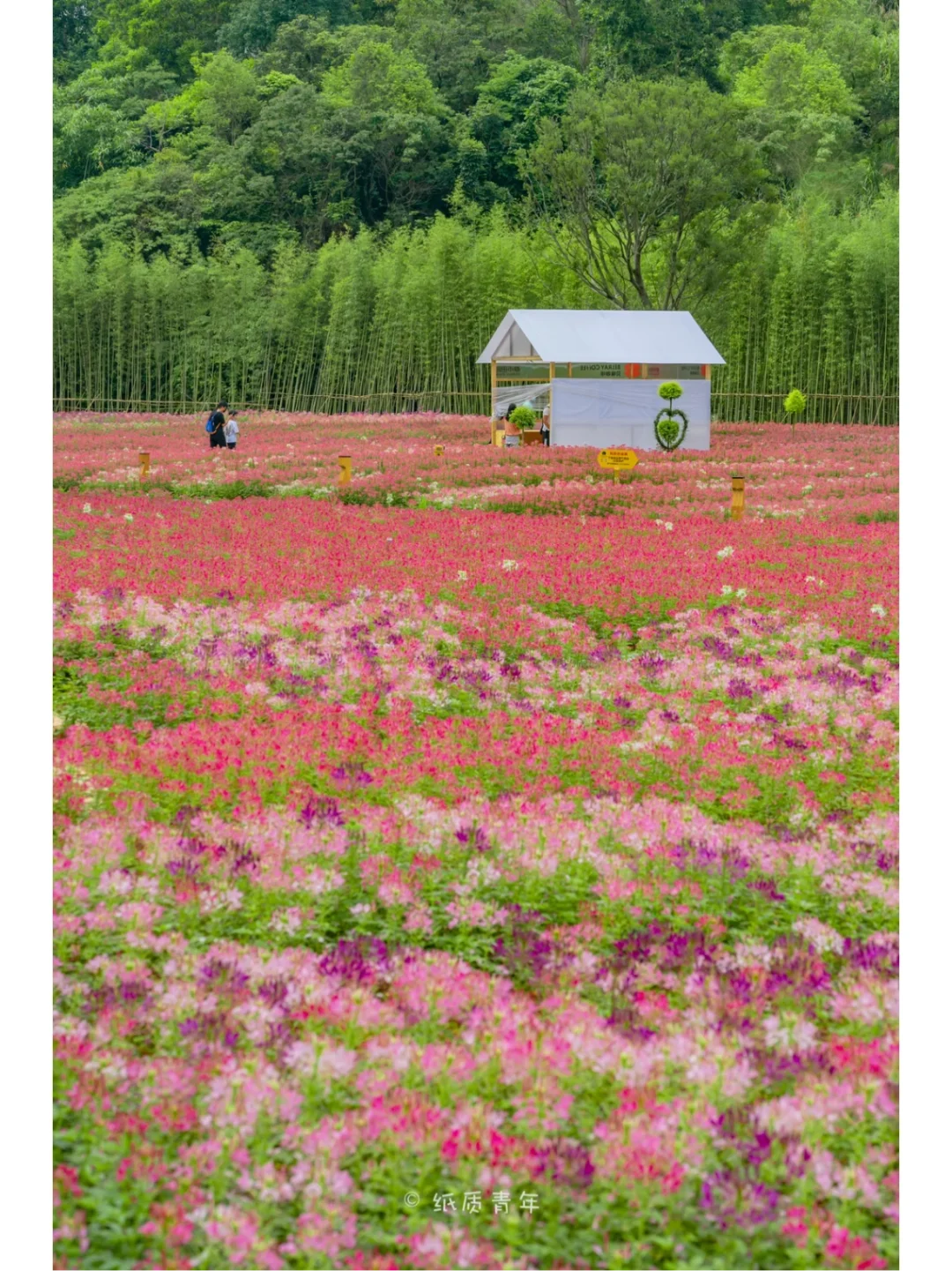 不会吧‼️深圳这片花海居然还有人不知道❓
