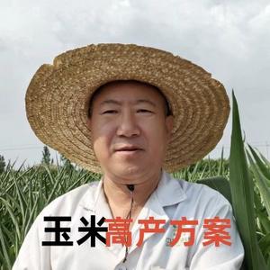 老王玉米讲