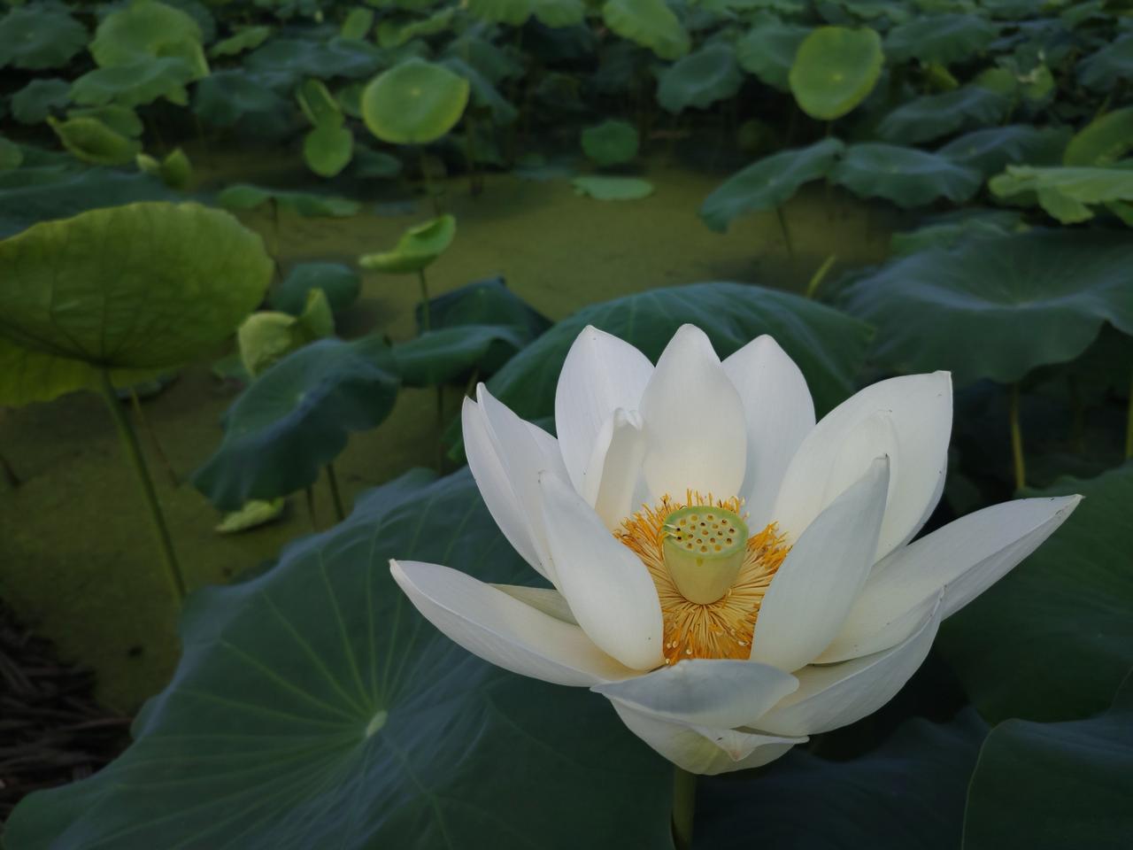 万亩荷塘里的白莲花
（洋县马畅镇万亩荷塘）