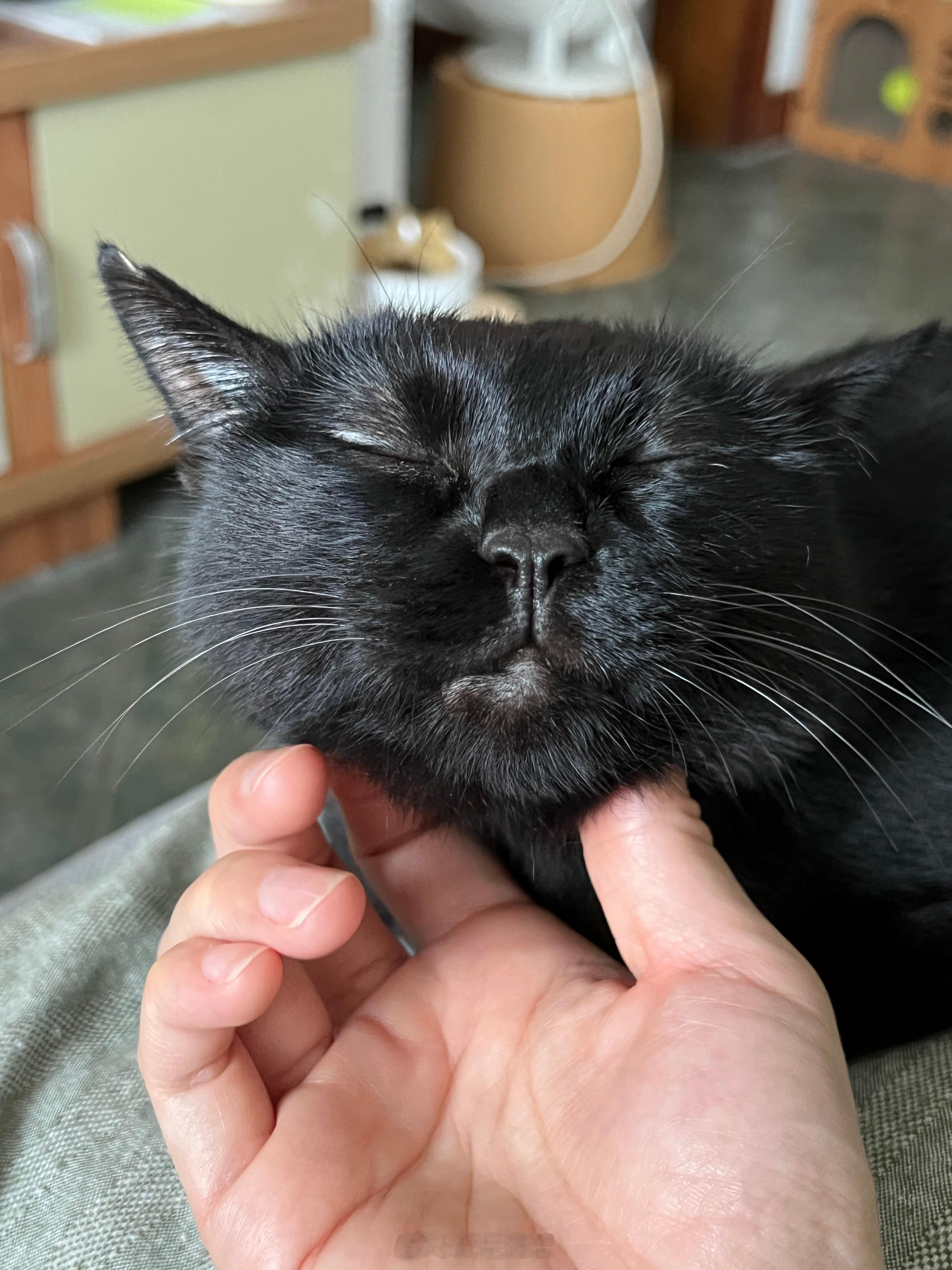 油亮黑金嘴嘴蝦#蝦蝦不可以太可愛# ​​​